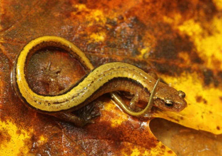 Southern Two-lined Salamader